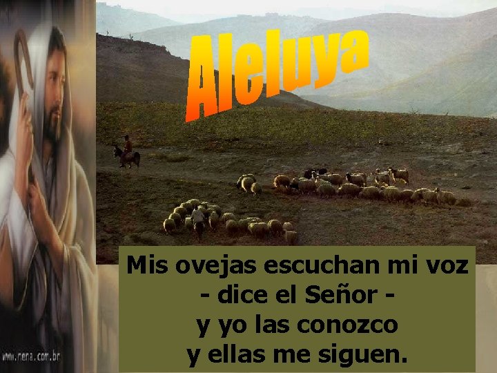 Mis ovejas escuchan mi voz - dice el Señor y yo las conozco y Mis ovejas escuchan mi voz - dice el Señor y yo las conozco y