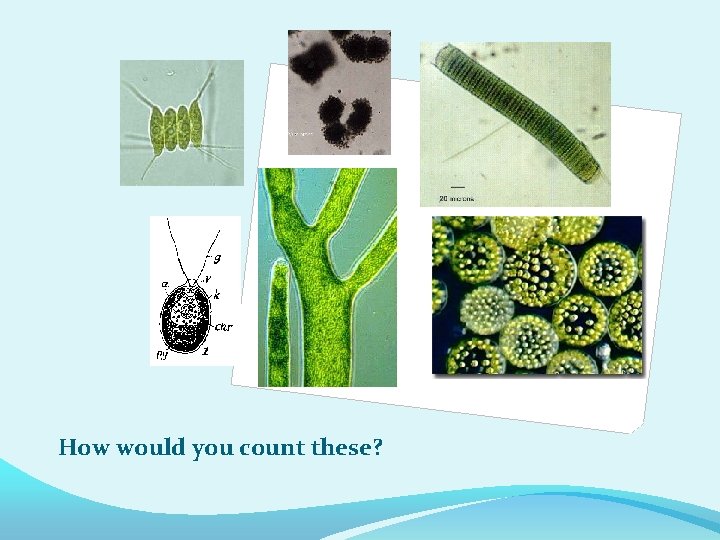 How would you count these? 