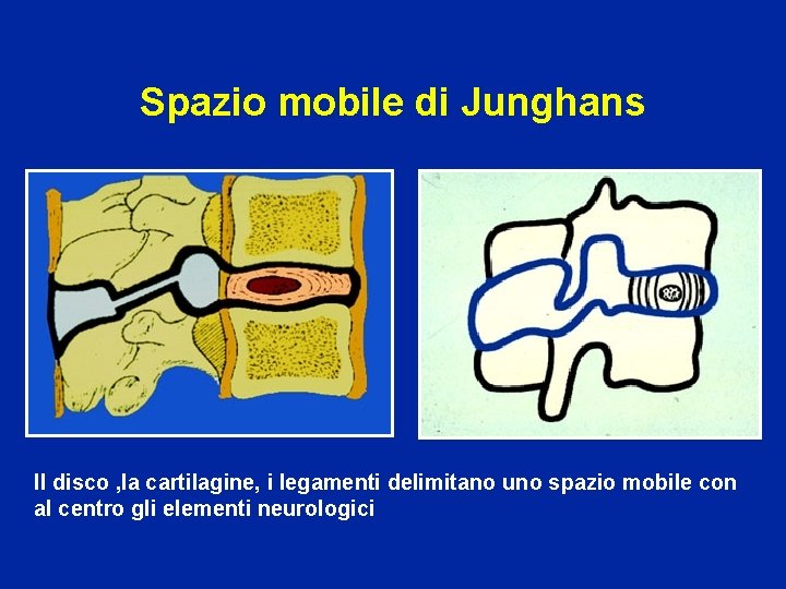 Spazio mobile di Junghans Il disco , la cartilagine, i legamenti delimitano uno spazio
