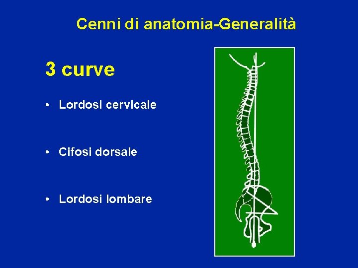 Cenni di anatomia-Generalità 3 curve • Lordosi cervicale • Cifosi dorsale • Lordosi lombare
