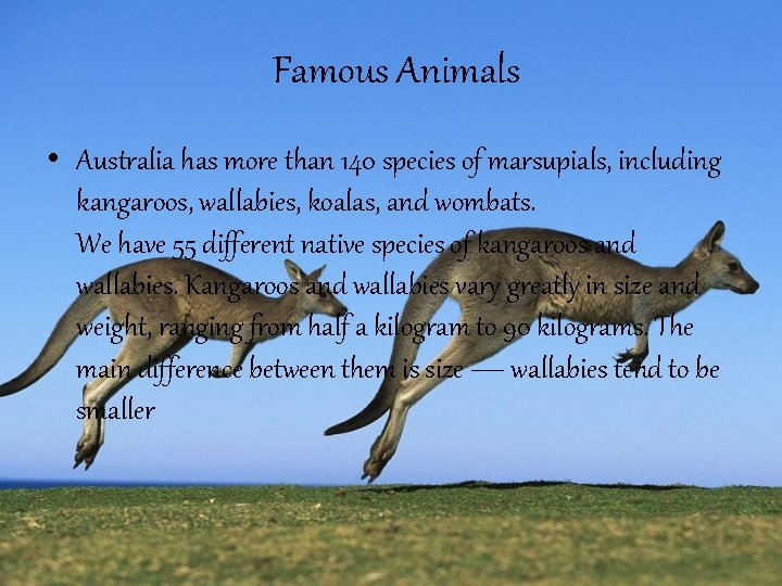 Famous Animals • Australia has more than 140 species of marsupials, including kangaroos, wallabies,