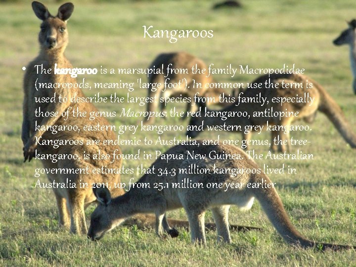 Kangaroos • The kangaroo is a marsupial from the family Macropodidae (macropods, meaning 'large