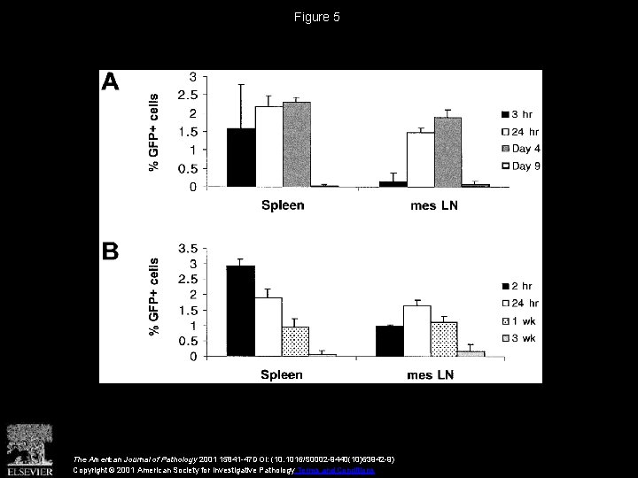 Figure 5 The American Journal of Pathology 2001 15841 -47 DOI: (10. 1016/S 0002