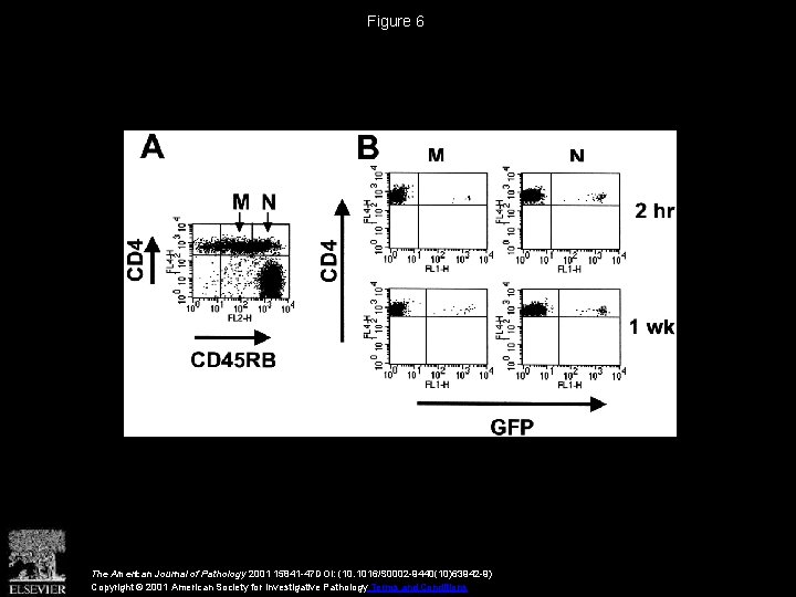 Figure 6 The American Journal of Pathology 2001 15841 -47 DOI: (10. 1016/S 0002