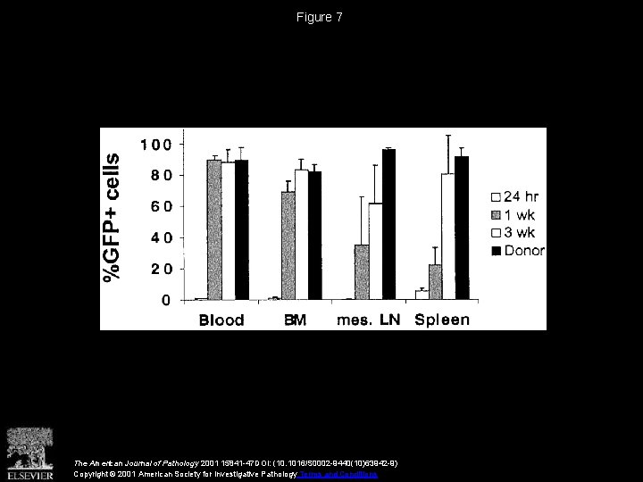 Figure 7 The American Journal of Pathology 2001 15841 -47 DOI: (10. 1016/S 0002