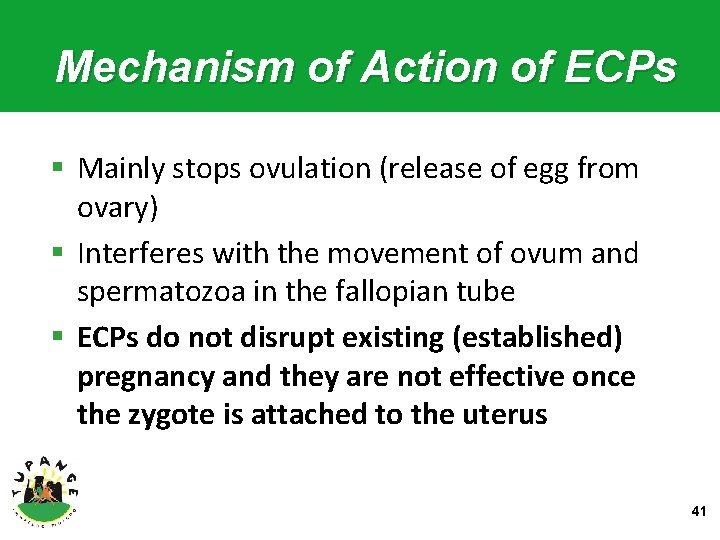 Mechanism of Action of ECPs § Mainly stops ovulation (release of egg from ovary)