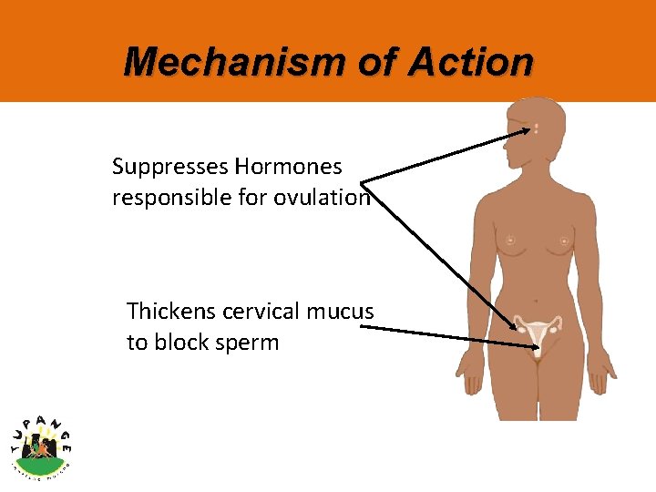 Mechanism of Action Suppresses Hormones responsible for ovulation Thickens cervical mucus to block sperm