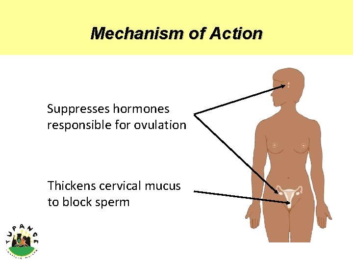 Mechanism of Action Suppresses hormones responsible for ovulation Thickens cervical mucus to block sperm