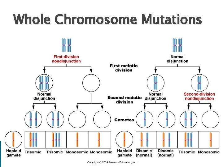 Whole Chromosome Mutations 