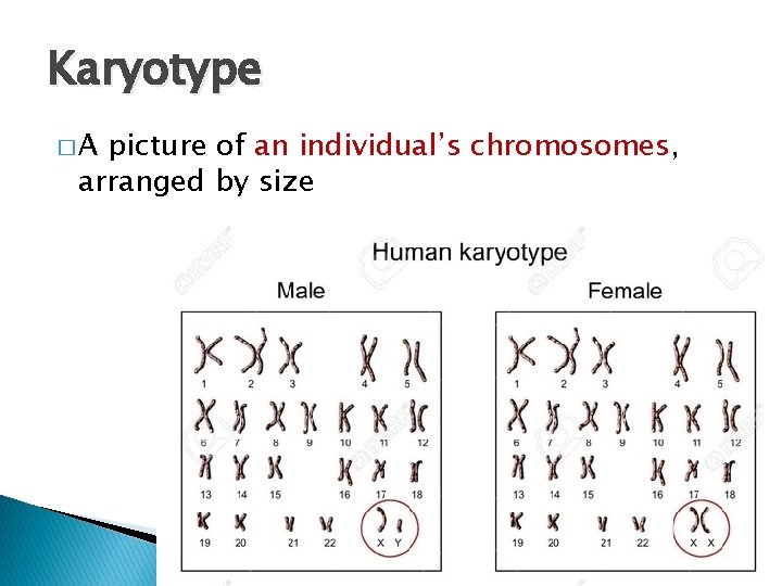Karyotype �A picture of an individual’s chromosomes, arranged by size 