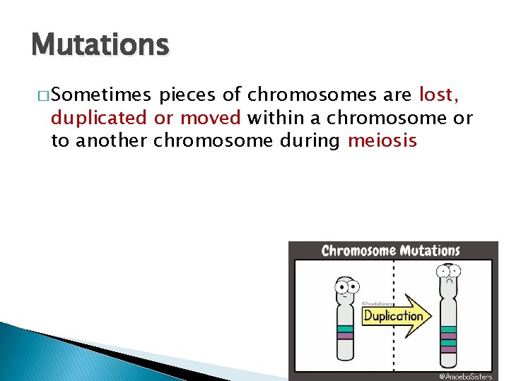 Mutations � Sometimes pieces of chromosomes are lost, duplicated or moved within a chromosome