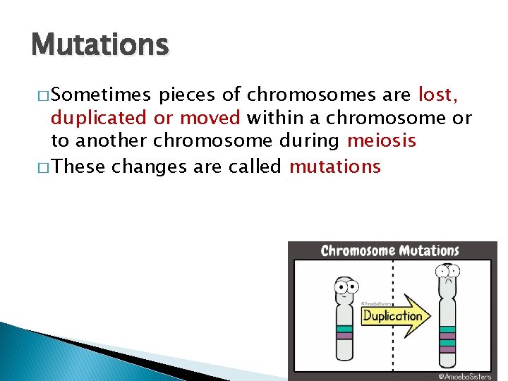Mutations � Sometimes pieces of chromosomes are lost, duplicated or moved within a chromosome