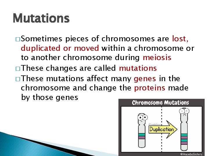 Mutations � Sometimes pieces of chromosomes are lost, duplicated or moved within a chromosome