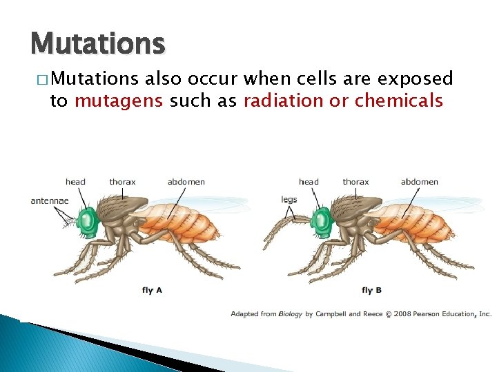 Mutations � Mutations also occur when cells are exposed to mutagens such as radiation