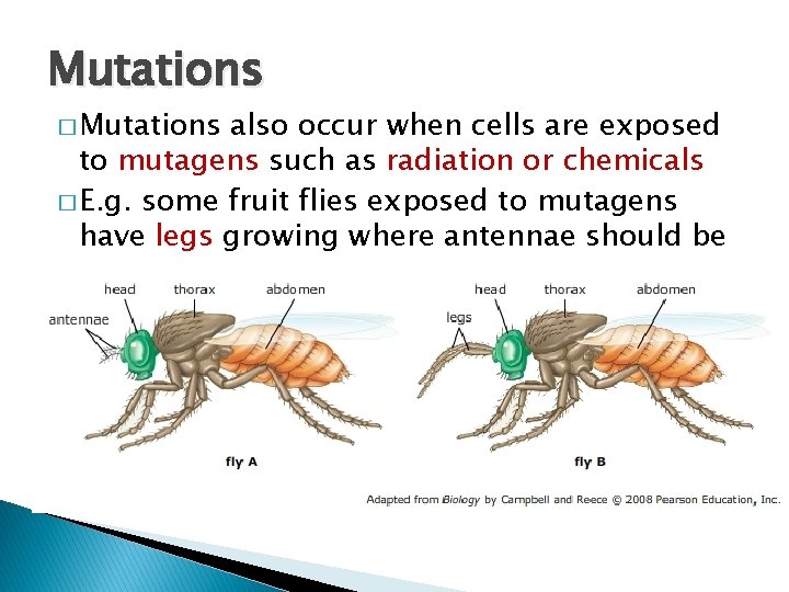 Mutations � Mutations also occur when cells are exposed to mutagens such as radiation