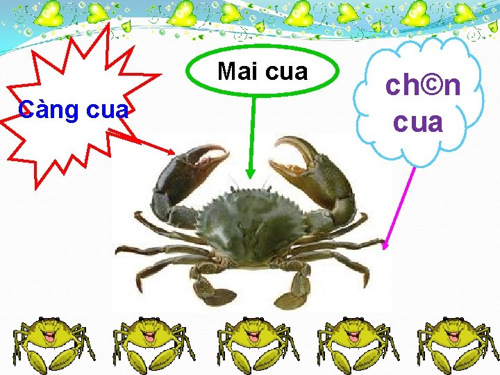 Mai cua Càng cua © ch©n cua 