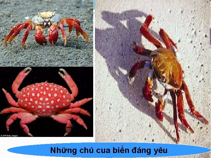 Những chú cua biển đáng yêu 