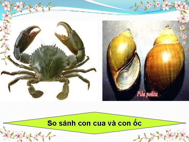 So sánh con cua và con ốc 