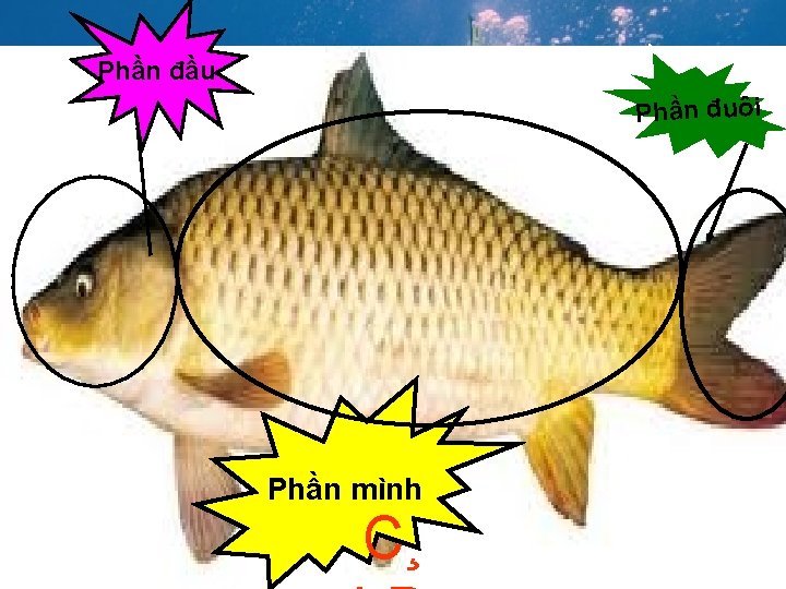 Phần đầu P h ần đ u ô i Phần mình C¸ 