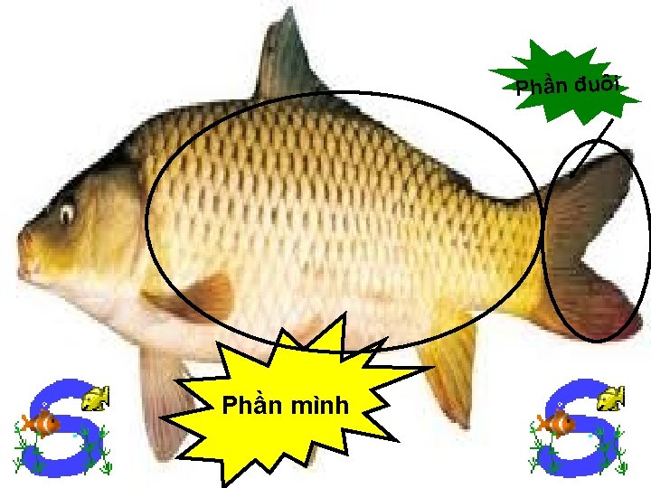 P h ần đ u ô i Phần mình 