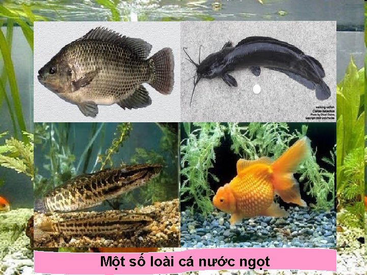 Một số loài cá nước ngọt 