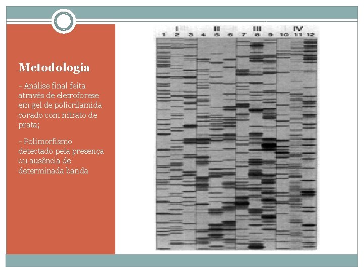 Metodologia - Análise final feita através de eletroforese em gel de policrilamida corado com