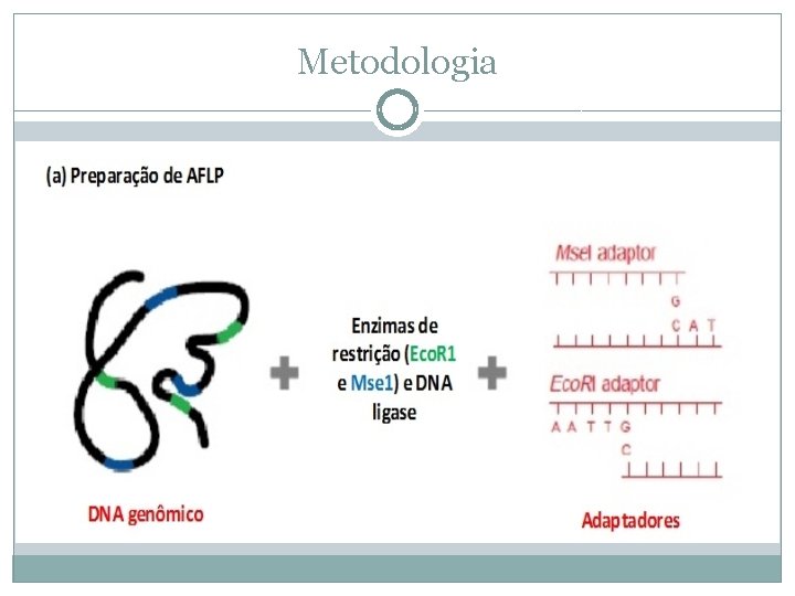 Metodologia 