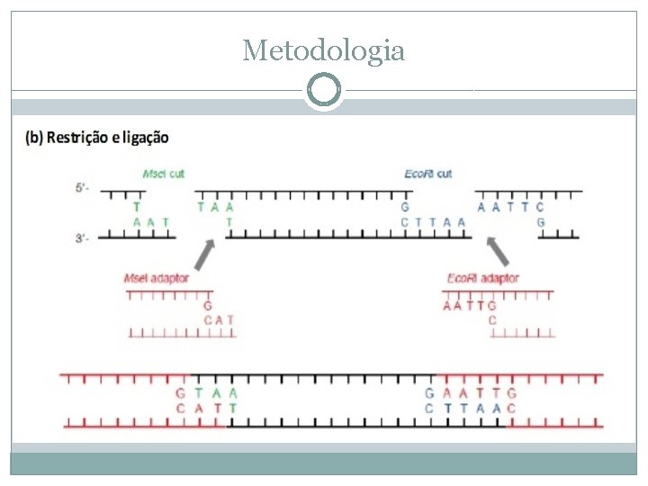 Metodologia 