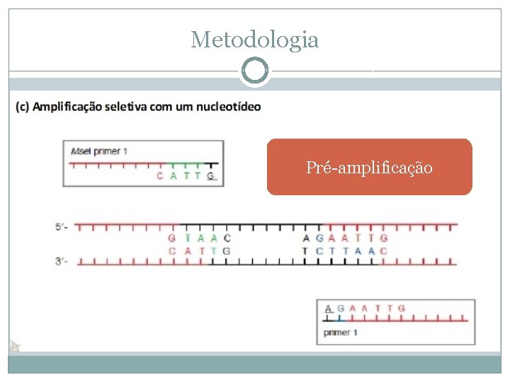 Metodologia Pré-amplificação 