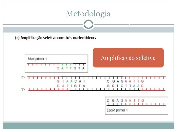 Metodologia s Amplificação seletiva 