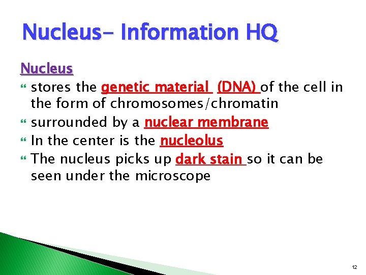 Nucleus- Information HQ Nucleus stores the genetic material (DNA) of the cell in the Nucleus- Information HQ Nucleus stores the genetic material (DNA) of the cell in the