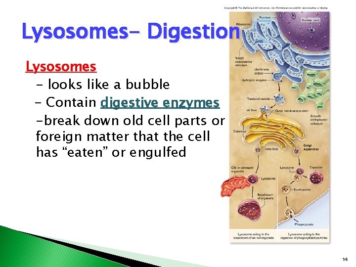 Lysosomes- Digestion Lysosomes - looks like a bubble - Contain digestive enzymes -break down Lysosomes- Digestion Lysosomes - looks like a bubble - Contain digestive enzymes -break down