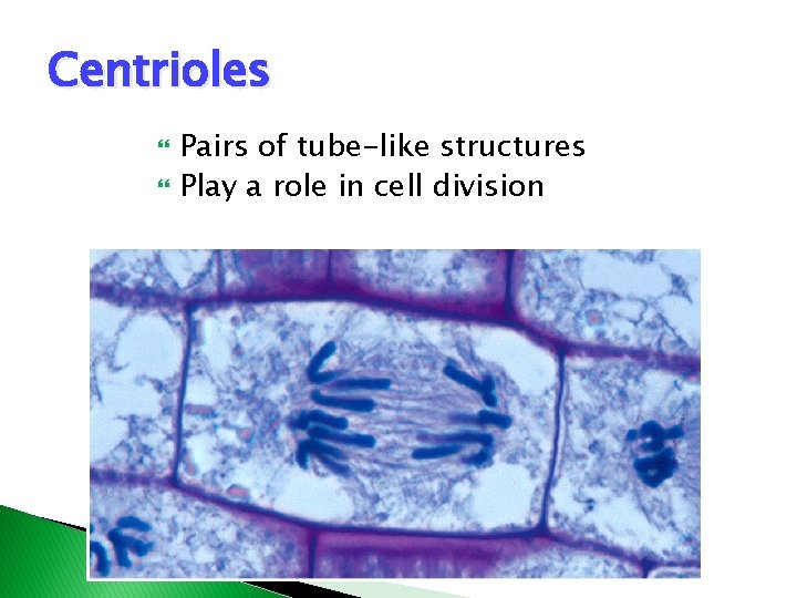 Centrioles Pairs of tube-like structures Play a role in cell division Centrioles Pairs of tube-like structures Play a role in cell division