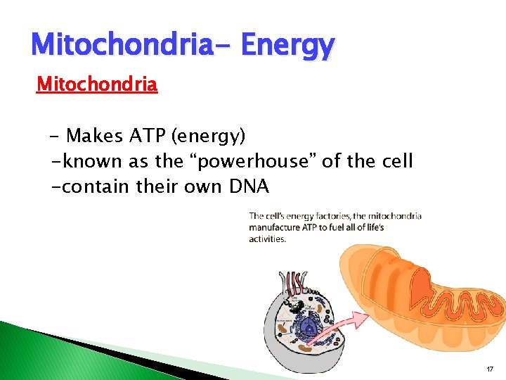 Mitochondria- Energy Mitochondria - Makes ATP (energy) -known as the “powerhouse” of the cell Mitochondria- Energy Mitochondria - Makes ATP (energy) -known as the “powerhouse” of the cell