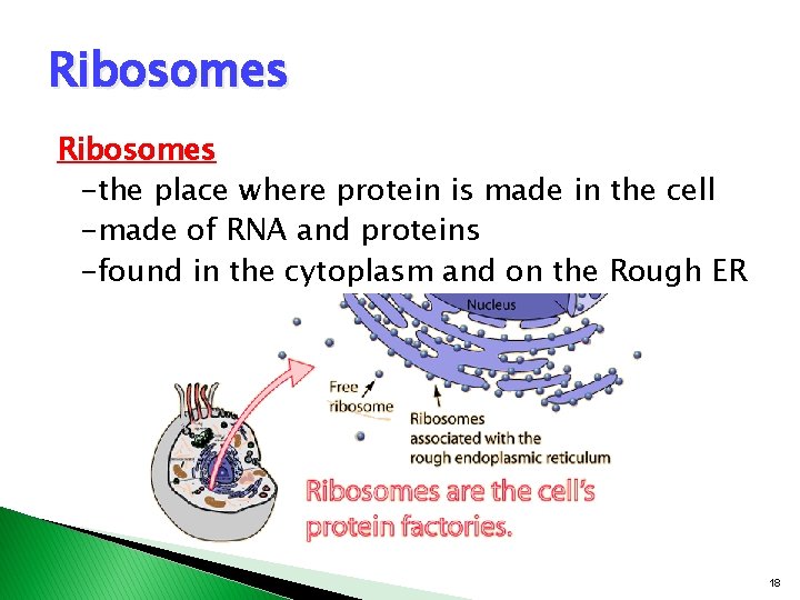 Ribosomes -the place where protein is made in the cell -made of RNA and Ribosomes -the place where protein is made in the cell -made of RNA and