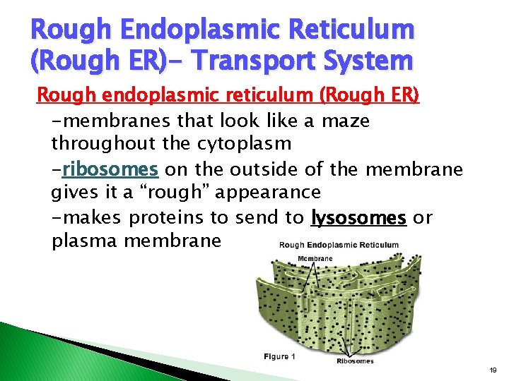 Rough Endoplasmic Reticulum (Rough ER)- Transport System Rough endoplasmic reticulum (Rough ER) -membranes that Rough Endoplasmic Reticulum (Rough ER)- Transport System Rough endoplasmic reticulum (Rough ER) -membranes that