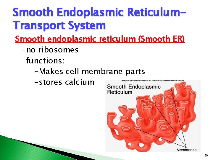 Smooth Endoplasmic Reticulum. Transport System Smooth endoplasmic reticulum (Smooth ER) -no ribosomes -functions: -Makes Smooth Endoplasmic Reticulum. Transport System Smooth endoplasmic reticulum (Smooth ER) -no ribosomes -functions: -Makes