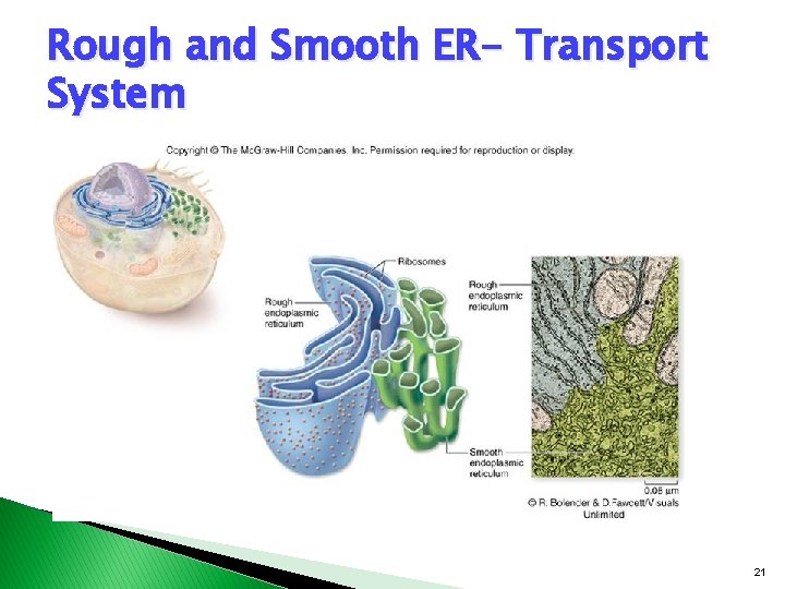 Rough and Smooth ER- Transport System 21 Rough and Smooth ER- Transport System 21