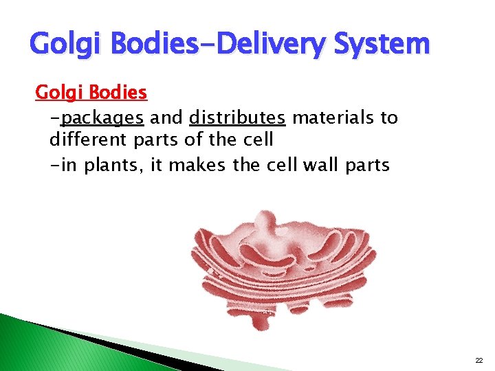 Golgi Bodies-Delivery System Golgi Bodies -packages and distributes materials to different parts of the Golgi Bodies-Delivery System Golgi Bodies -packages and distributes materials to different parts of the