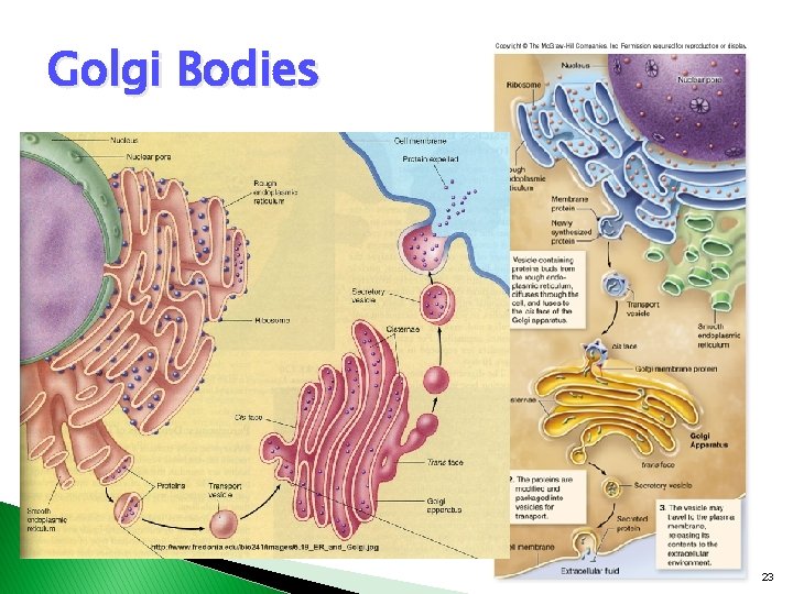 Golgi Bodies 23 Golgi Bodies 23