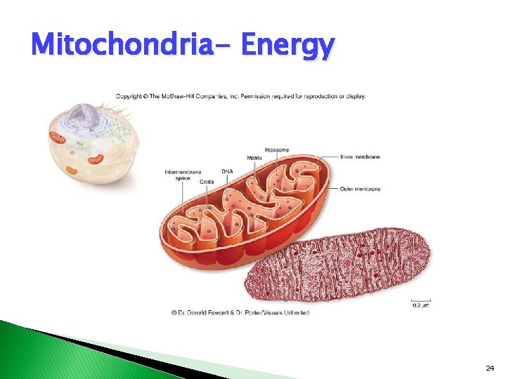 Mitochondria- Energy 24 Mitochondria- Energy 24