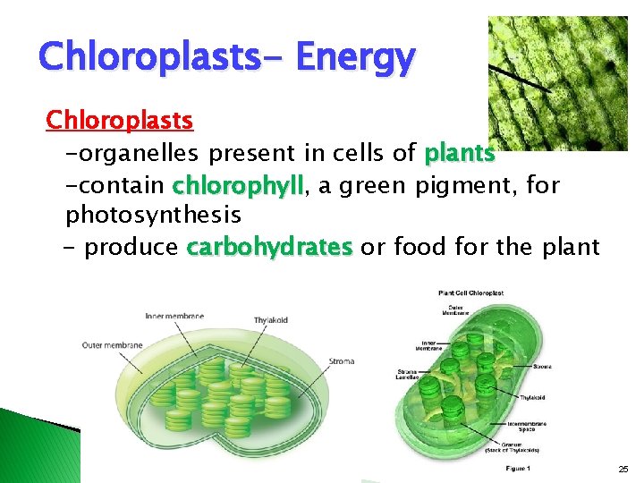 Chloroplasts- Energy Chloroplasts -organelles present in cells of plants -contain chlorophyll, chlorophyll a green Chloroplasts- Energy Chloroplasts -organelles present in cells of plants -contain chlorophyll, chlorophyll a green