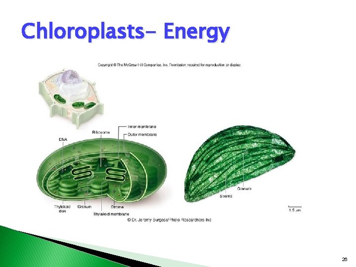 Chloroplasts- Energy 26 Chloroplasts- Energy 26