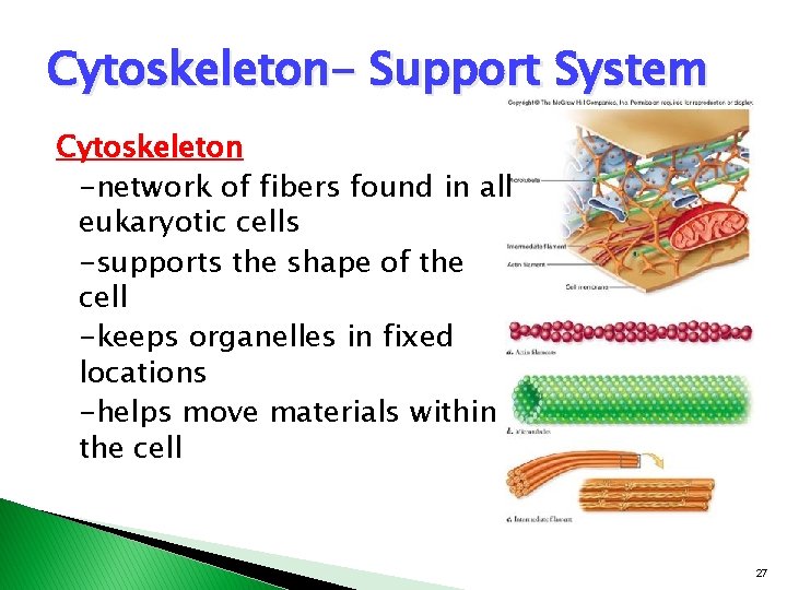 Cytoskeleton- Support System Cytoskeleton -network of fibers found in all eukaryotic cells -supports the Cytoskeleton- Support System Cytoskeleton -network of fibers found in all eukaryotic cells -supports the