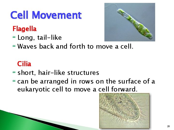 Cell Movement Flagella Long, tail-like Waves back and forth to move a cell. Cilia Cell Movement Flagella Long, tail-like Waves back and forth to move a cell. Cilia
