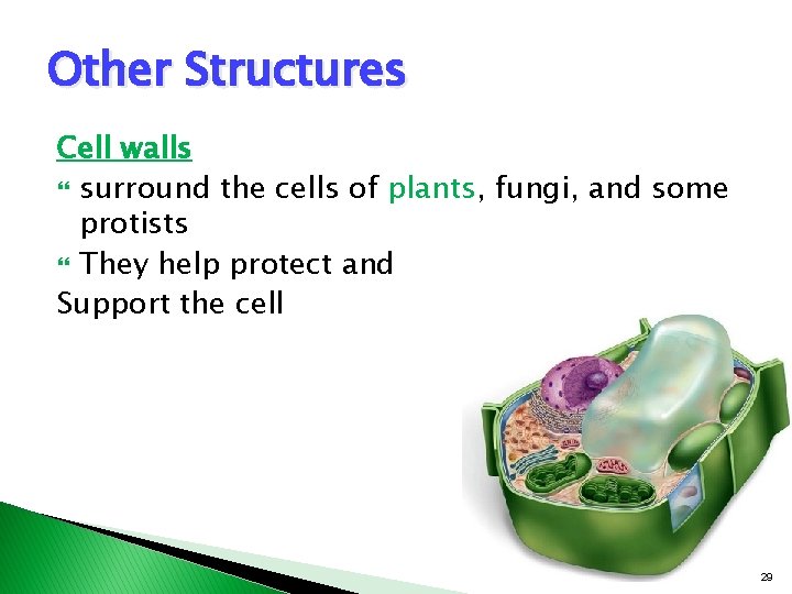 Other Structures Cell walls surround the cells of plants, fungi, and some protists They Other Structures Cell walls surround the cells of plants, fungi, and some protists They