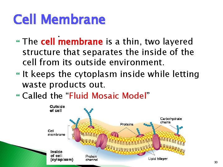 Cell Membrane • The cell membrane is a thin, two layered structure that separates Cell Membrane • The cell membrane is a thin, two layered structure that separates