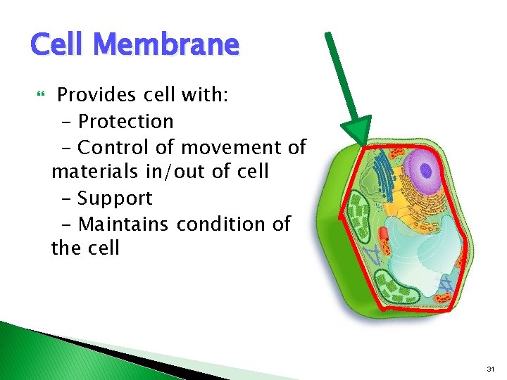 Cell Membrane Provides cell with: – Protection – Control of movement of materials in/out Cell Membrane Provides cell with: – Protection – Control of movement of materials in/out