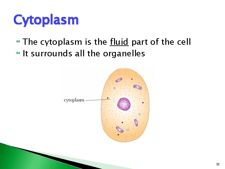 Cytoplasm The cytoplasm is the fluid part of the cell It surrounds all the Cytoplasm The cytoplasm is the fluid part of the cell It surrounds all the