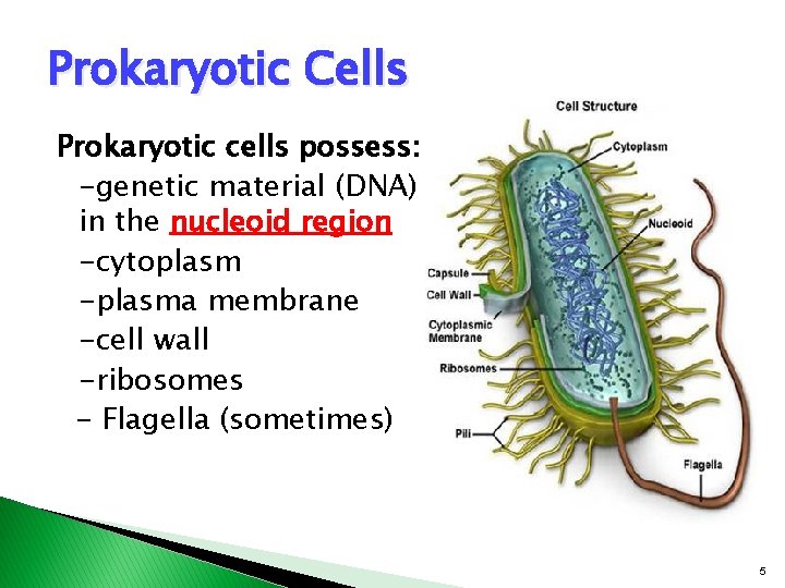 Prokaryotic Cells Prokaryotic cells possess: -genetic material (DNA) in the nucleoid region -cytoplasm -plasma Prokaryotic Cells Prokaryotic cells possess: -genetic material (DNA) in the nucleoid region -cytoplasm -plasma